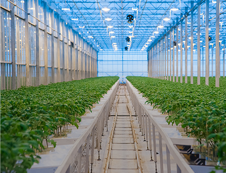 Farm Greenhouse